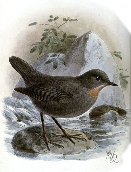 Cinclus schulzi
