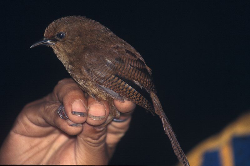 Cinnycerthia olivascens