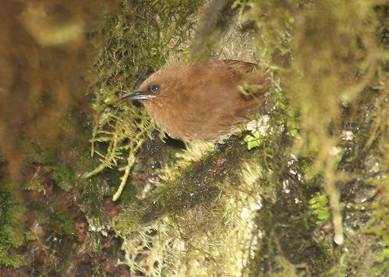 Cinnycerthia unirufa