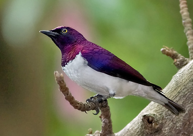 Cinnyricinclus leucogaster