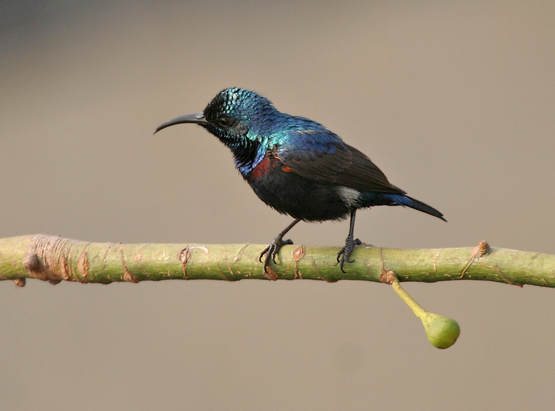 Cinnyris asiaticus