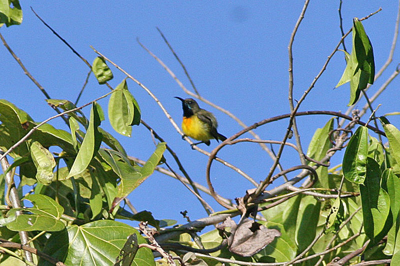 Cinnyris buettikoferi
