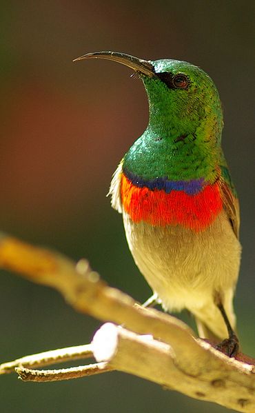 Cinnyris chalybeus