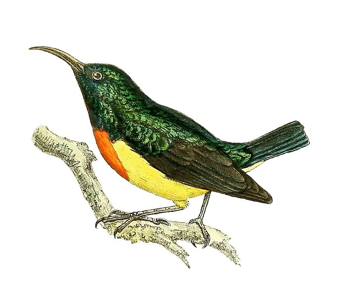 Cinnyris coquerellii