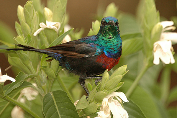 Cinnyris erythrocercus
