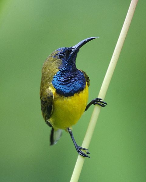 Cinnyris jugularis