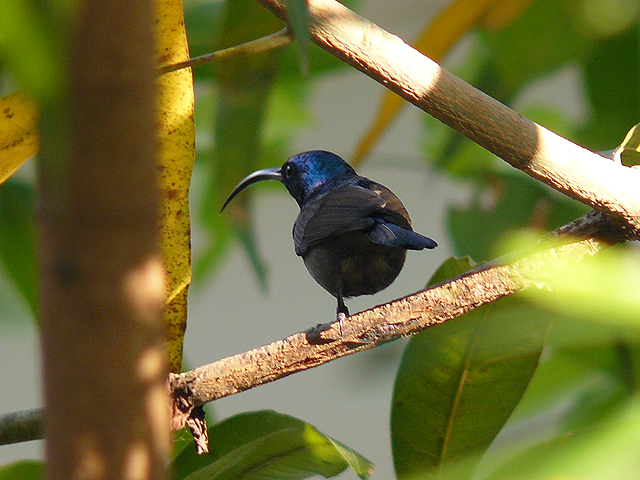 Cinnyris lotenius