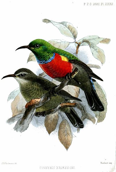 Cinnyris ludovicensis