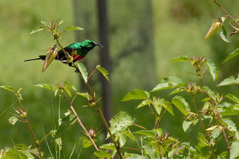 Cinnyris pulchellus