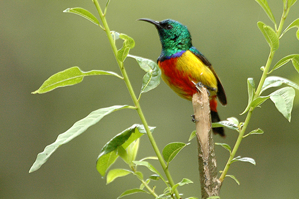 Cinnyris regius