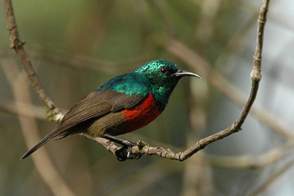 Cinnyris reichenowi