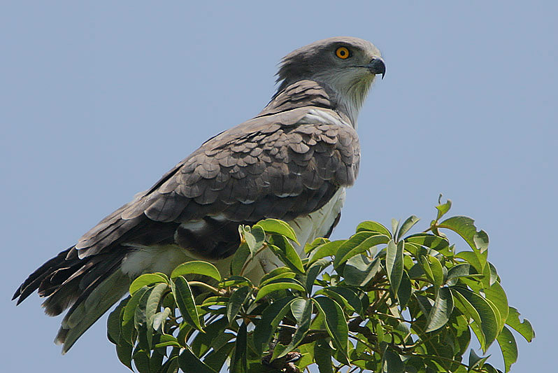 Circaetus beaudouini