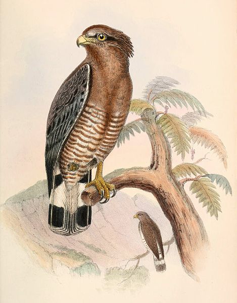 Circaetus cinerascens