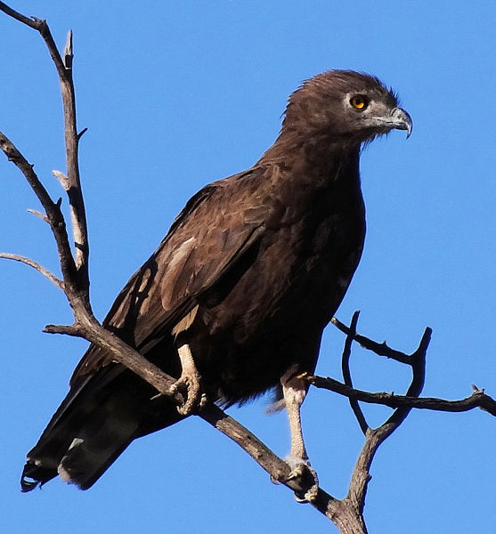 Circaetus cinereus