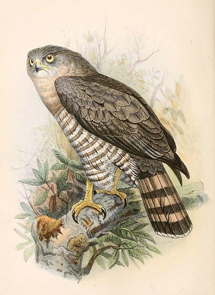 Circaetus fasciolatus