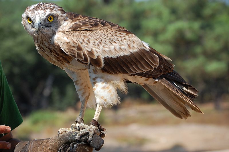 Circaetus gallicus