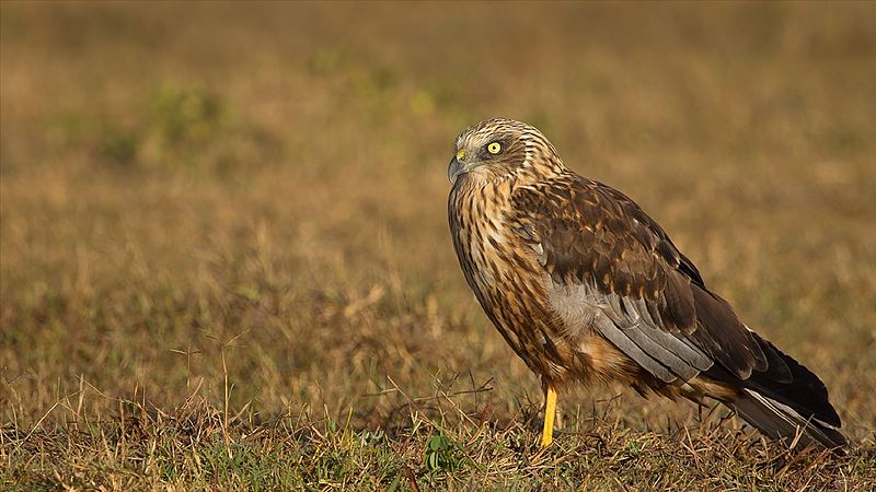 Circus aeruginosus