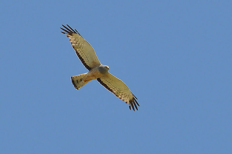 Circus cinereus