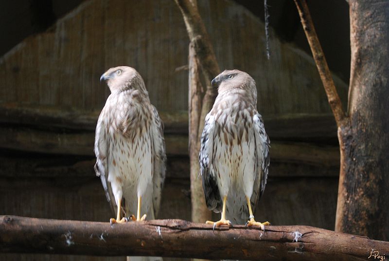 Circus melanoleucos