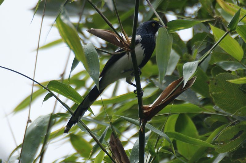 Cissopis leverianus