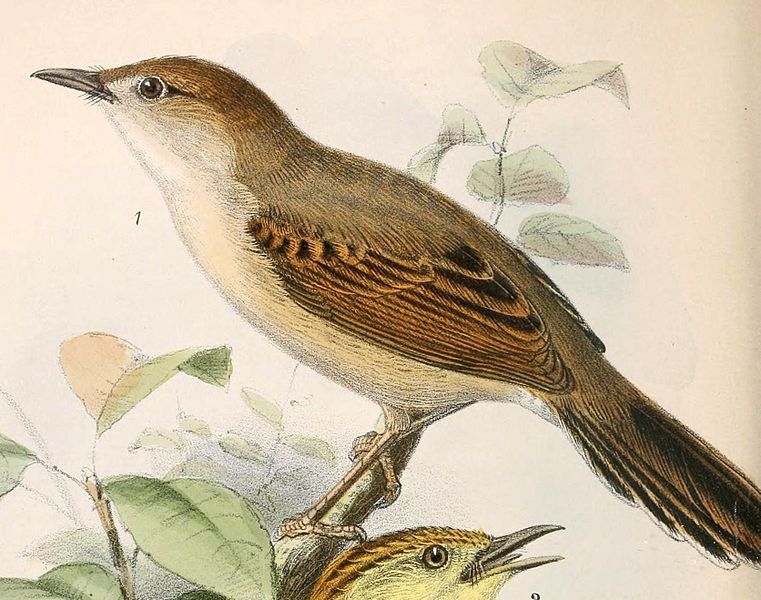 Cisticola cantans