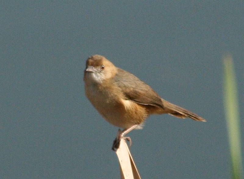 Cisticola erythrops