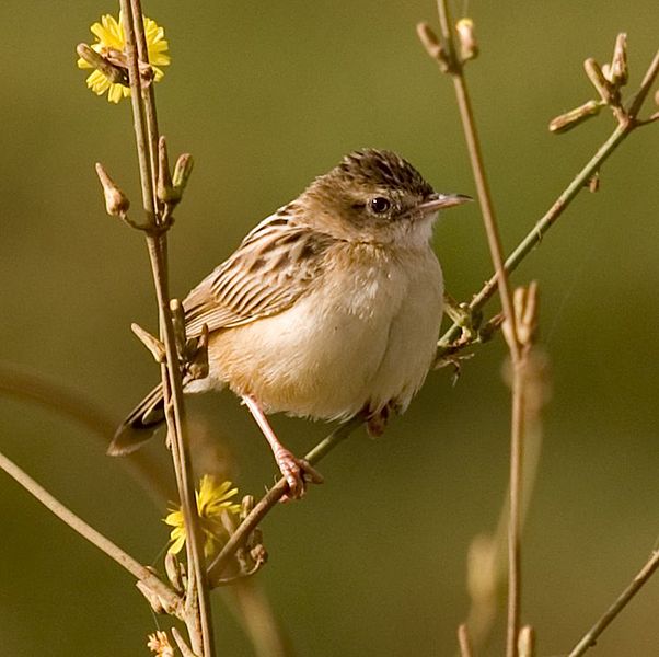Cisticola juncidis