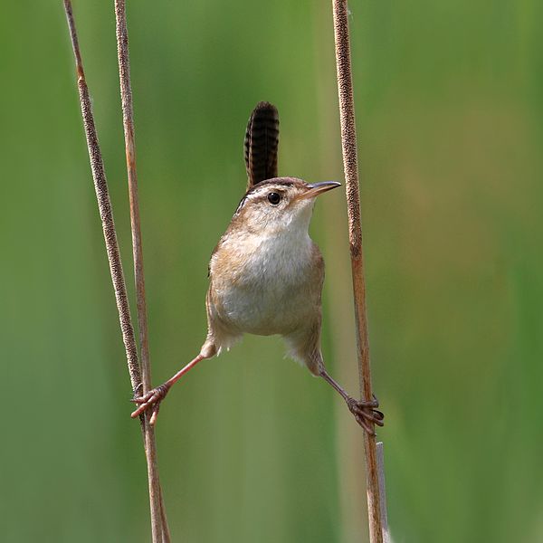 Cistothorus palustris