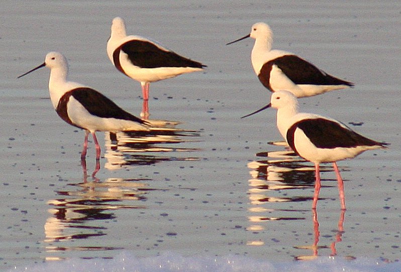 Cladorhynchus leucocephalus