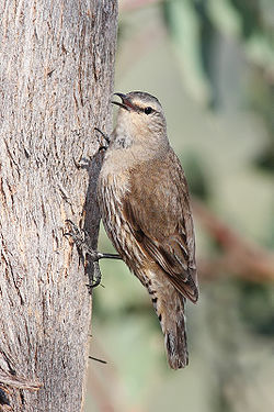 Climacteris picumnus