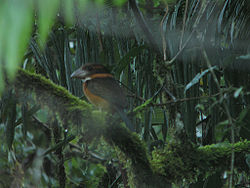 Clytoceyx rex