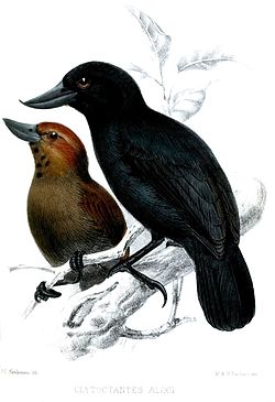 Clytoctantes alixii
