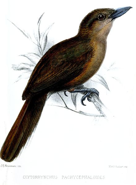 Clytorhynchus pachycephaloides