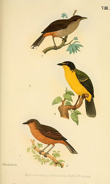 Clytorhynchus vitiensis