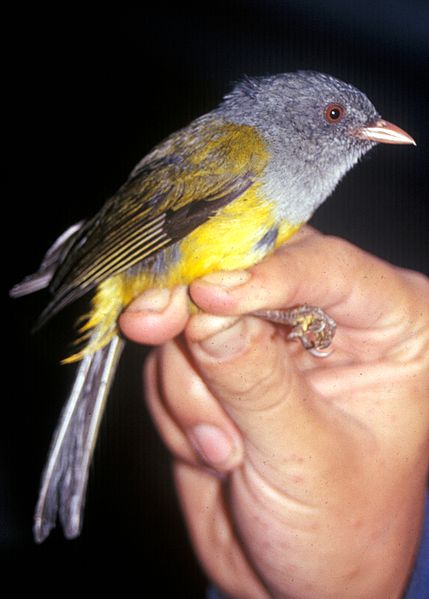 Cnemoscopus rubrirostris