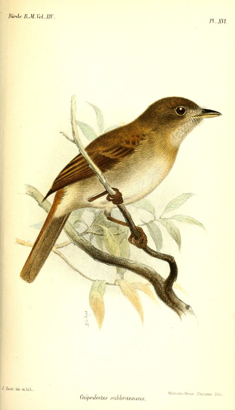 Cnipodectes subbrunneus
