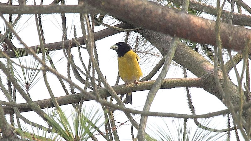 Coccothraustes abeillei
