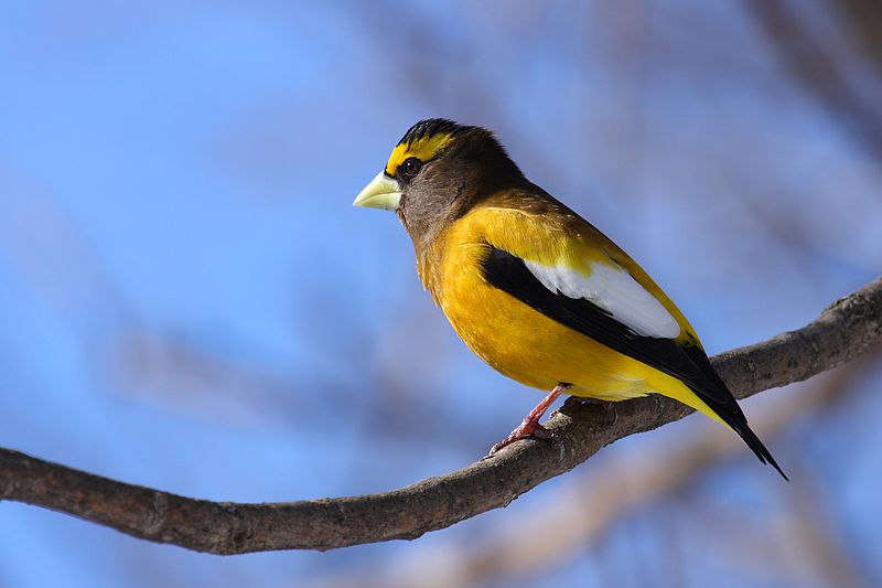 Coccothraustes vespertinus