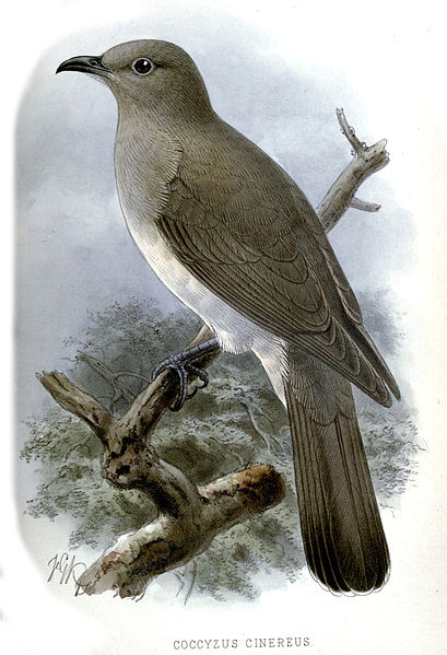 Coccycua cinerea