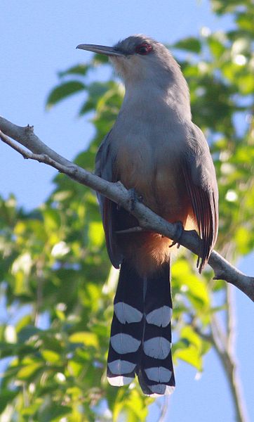 Coccyzus longirostris