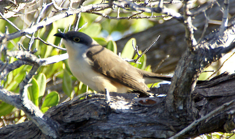Coccyzus melacoryphus