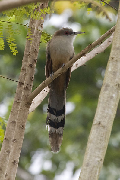 Coccyzus merlini