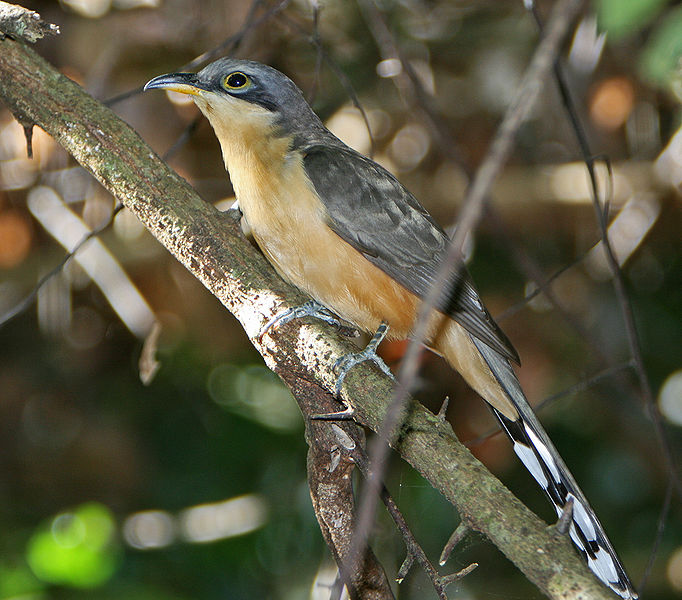 Coccyzus minor