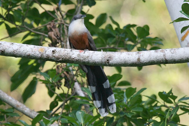 Coccyzus pluvialis