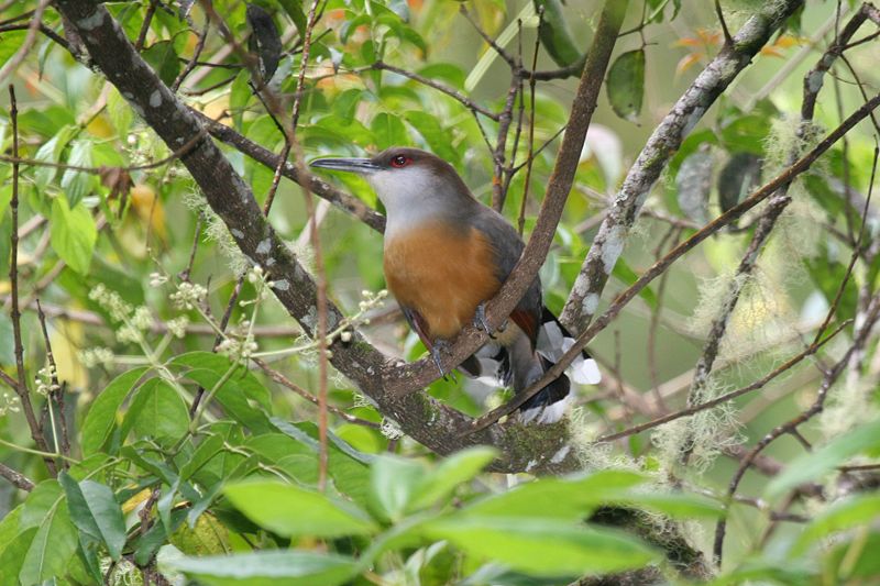 Coccyzus vetula