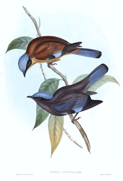 Cochoa purpurea