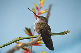 Coeligena coeligena