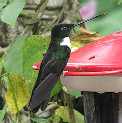 Coeligena torquata