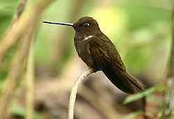 Coeligena wilsoni