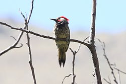 Colaptes atricollis